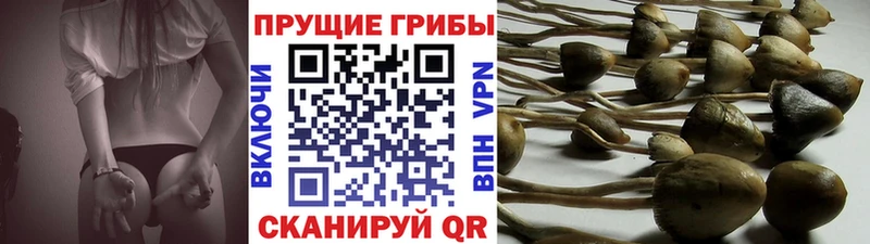Псилоцибиновые грибы Psilocybine cubensis  Суоярви 